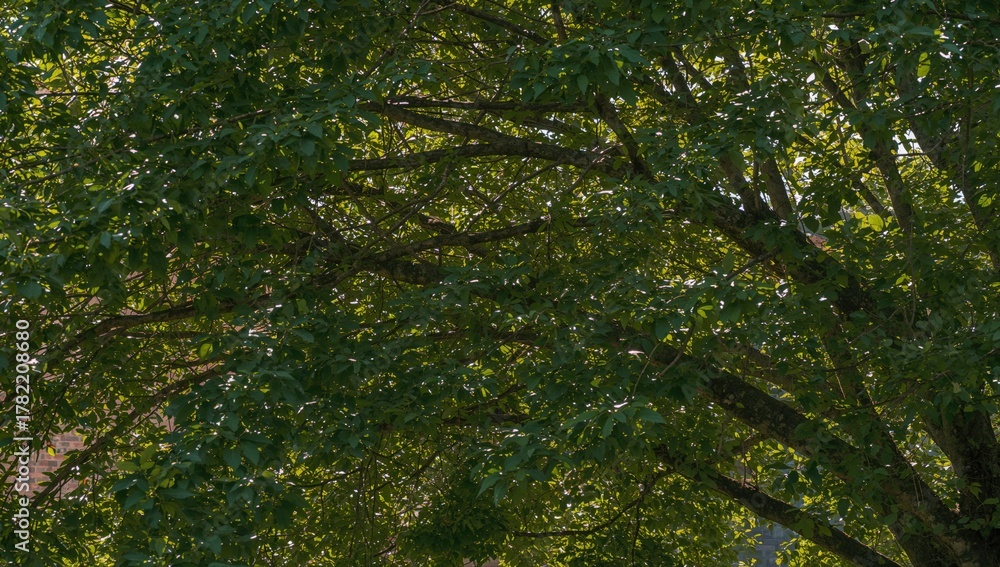 Fototapeta premium A lush green tree with thick leaves and sunlight streaming through, revealing a brick building in the background, seasonal change