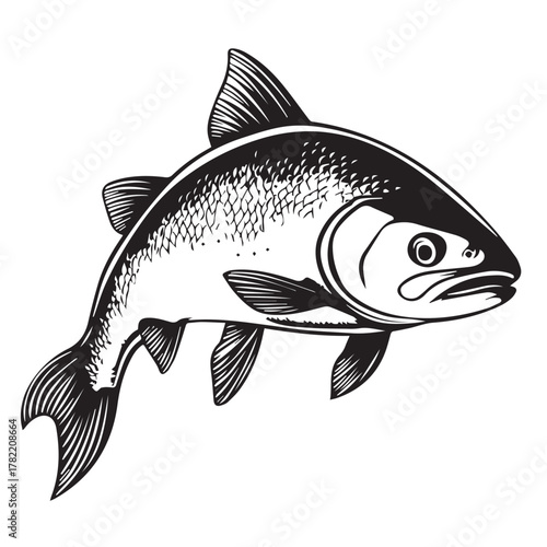 salmon fish on a white background