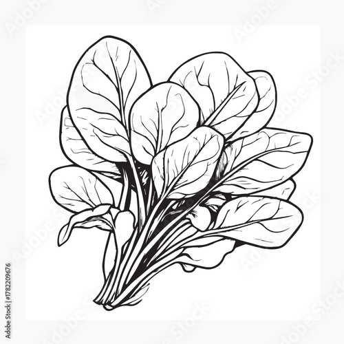 vector illustration of spinach