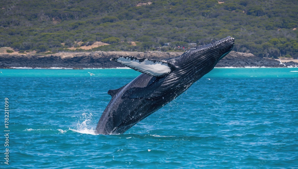 Fototapeta premium Humpback whale breaches the surface in a rare sighting, showcasing marine life dynamics