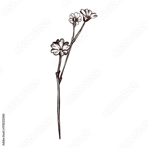 A plant branch with flowers drawn in graphic style. Vector flower icon.