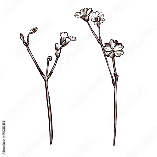 A set of meadow mountain plant branches with flowers drawn in graphic style. Vector flower icon