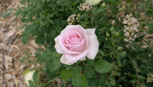 Pink rose flower with green leaves in nature
