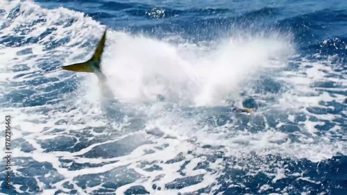 Large King Mackerel Fish Jumping Out of Blue Ocean Water with Fishing Lure