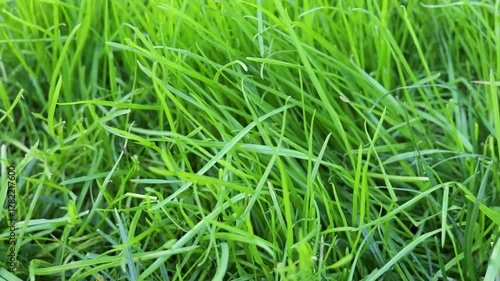 Lush green grass sways gently in the breeze