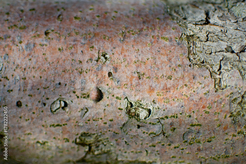 Close-up of textured tree bark with green lichen and natural earthy tones