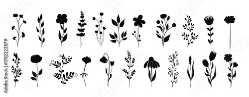 collection of beautiful wild herbs herbaceous flowering