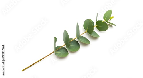 olive branch isolated on white background Olive Branch on white