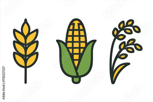 Set of wheat, corn, and rice cereal crops depicted as colorful flat agricultural icons