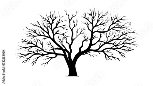 Stunning bare tree silhouette branches reach outwards creating an abstract artistic design perfect for seasonal themes and natural concepts