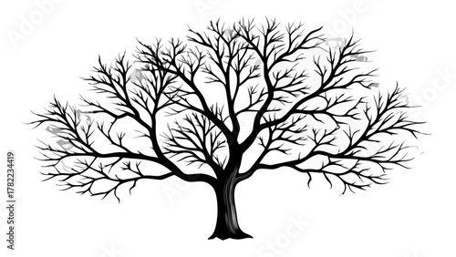 Striking silhouette of a bare deciduous tree, its intricate branches reaching outwards, evoking seasons of change and natural beauty.