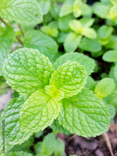 mint leaves on a green background