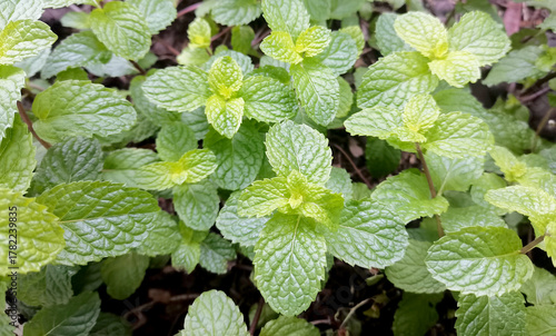 green leaves in a garden