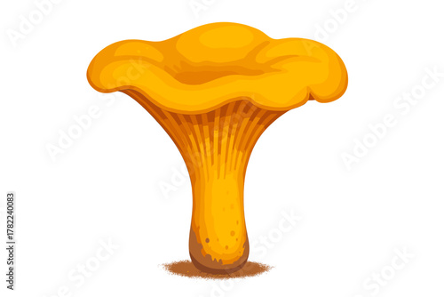 Vibrant fresh golden chanterelle mushroom isolated on a white background, popular edible fungus