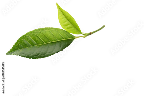  instant matcha green-tea with  leaf