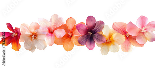 A vibrant row of colorful hibiscus flowers isolated on transparent background, showcasing the diversity and beauty of tropical flora in full bloom
