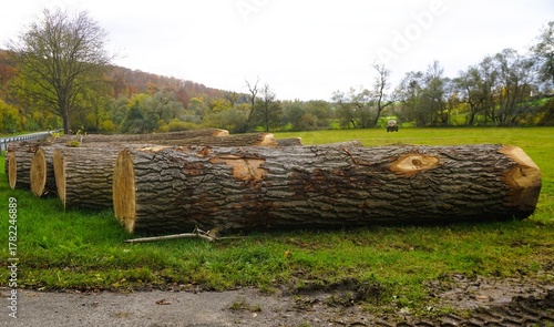 Grünes Landschaftspanorama mit dicken Baumstämmen auf grüner Wiese liegend vor Bäumen, Waldhügel und weißem Himmel bei Regen am Nachmittag im Herbst