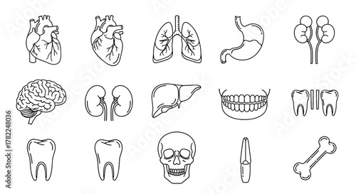 Set of simple isolated line icons representing internal human organs, teeth, and bones, including a heart, lungs, stomach, brain, kidneys, liver, jaw, teeth, skull, and bone. This editable stroke