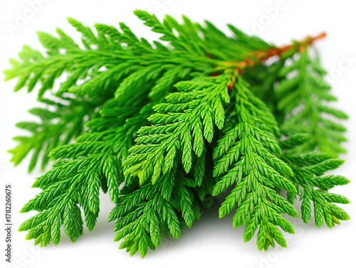 Christmas pine branch isola...