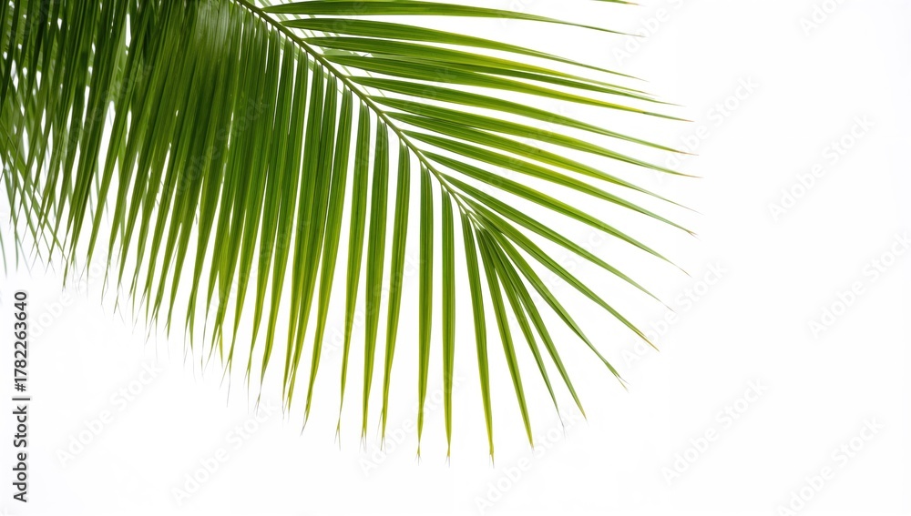 Fototapeta premium Coconut palm tree leaves against a white background, summer foliage display