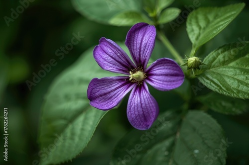 Close-up of vibrant purple eggplant blossoms among lush green foliage