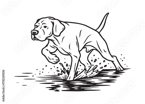 Hunting Dog Line Art Vector Illustration, Pointer Dog Silhouette Sketch, Pointer dog vector illustration art