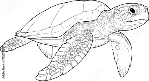 Detailed line art illustration of a sea turtle swimming gracefully in the ocean.