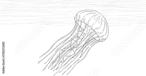 Detailed Outline Illustration of a Graceful Jellyfish Drifting Underwater, Highlighting its Translucent Bell and Flowing Tentacles. Monochrome Marine Creature Art
