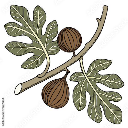vector illustration of a tree figs