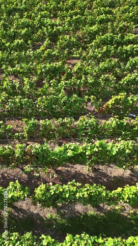 Symmetrical grapevine rows under morning sunlight, Elevated perspective of cultivation with thriving green vines