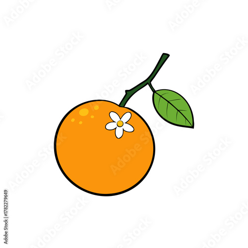 orange fruit vector illustration