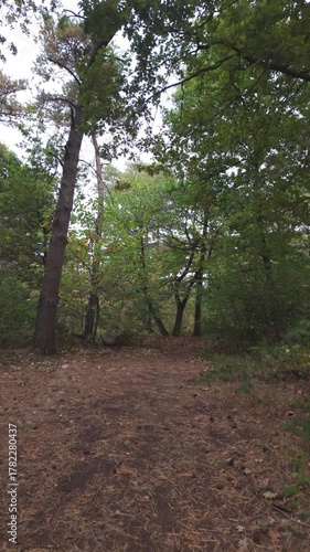 Peaceful forest pathway shaded by tall trees, Tranquil woodland route with sunlight filtering through lush branches