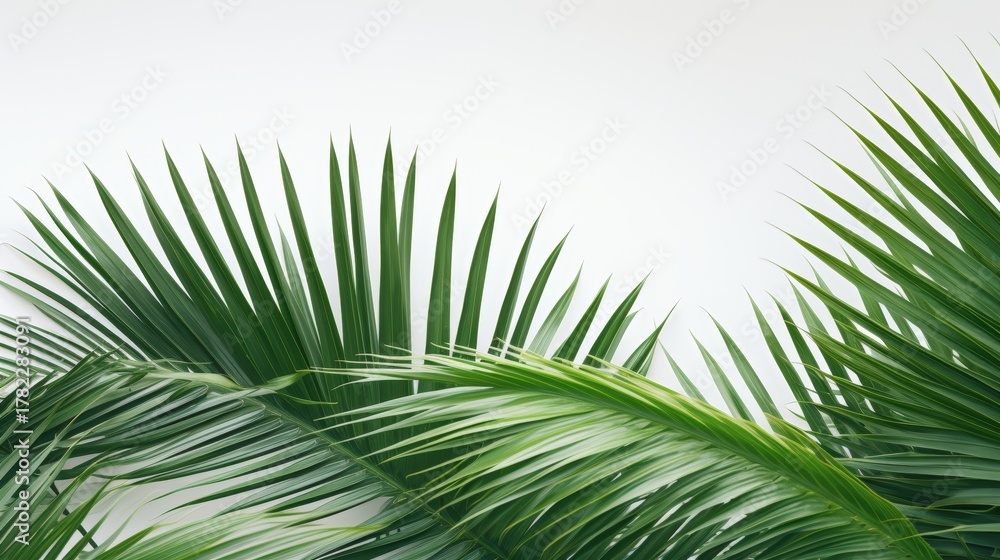 Obraz premium Lush green palm leaves against a light background, creating a tropical and refreshing atmosphere.