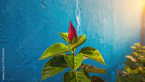 Hibiscus plant featuring broad green foliage and a solitary dark red flower bud, enhancing urban greenery,