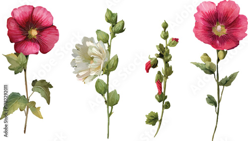 carnation flowers isolated on white