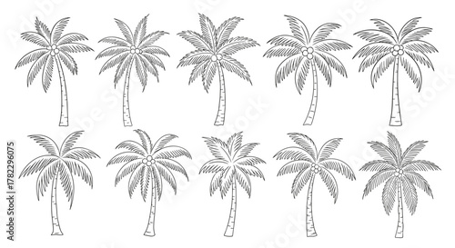 Collection of stylized palm tree drawings on a clean white background, featuring detailed fronds and coconuts, perfect for tropical themes, travel, and summer designs. This vector illustration set