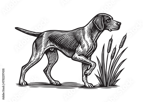 pointer dog graphic design, duck hunting dog vector illustration