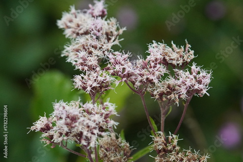 Fototapeta Naklejka Na Ścianę i Meble -  Delicate Wildflower Cluster in Soft Natural Light