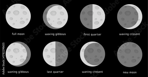Collection of eight phases of the moon, moon stages. vector art.