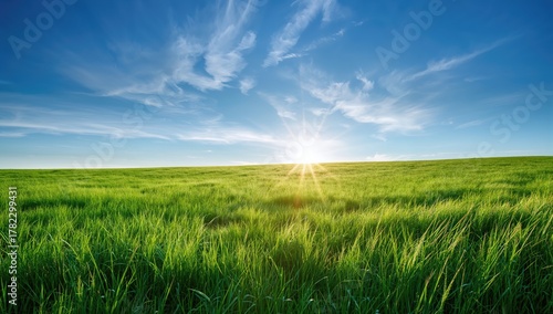 Fototapeta Naklejka Na Ścianę i Meble -  Beautiful morning green field under a blue sky, promoting tranquility