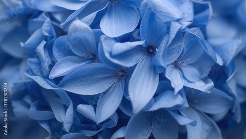 Close-up of Blue Flowers, vibrant hues enhancing natural beauty
