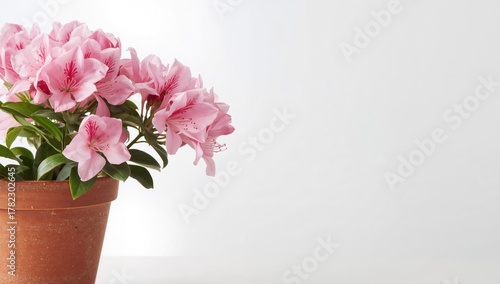 Close-up of blooming pink azalea in a brown pot on a white table, ideal for editorial background