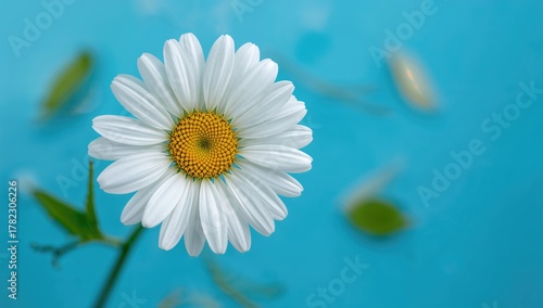 Close-up of large white chamomile on a blue backdrop, suitable for editorial header background