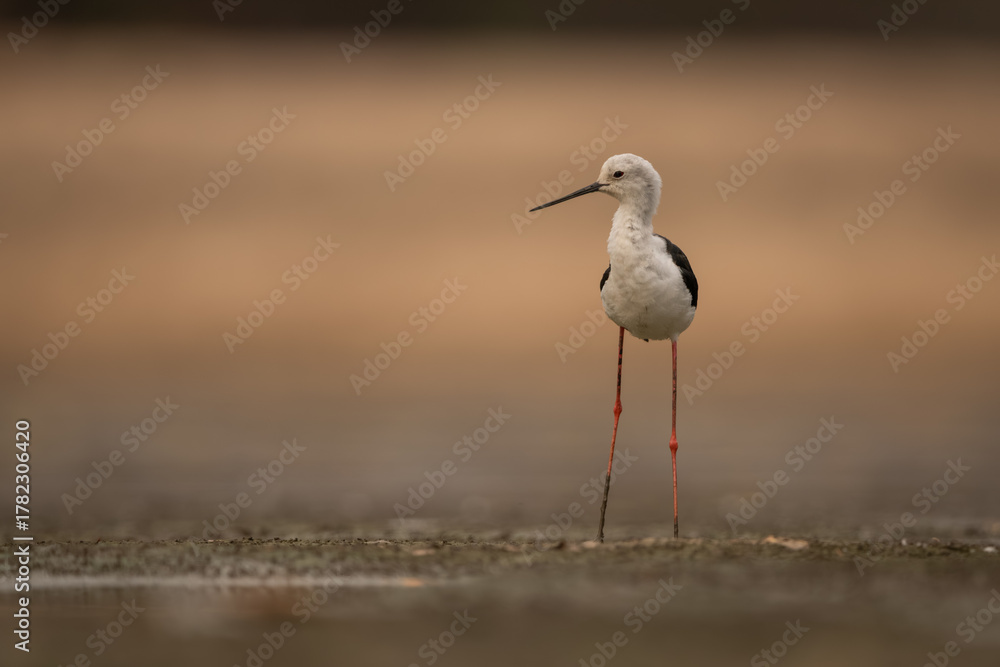 Obraz premium Black-winged stilt stands on mudflats turning head