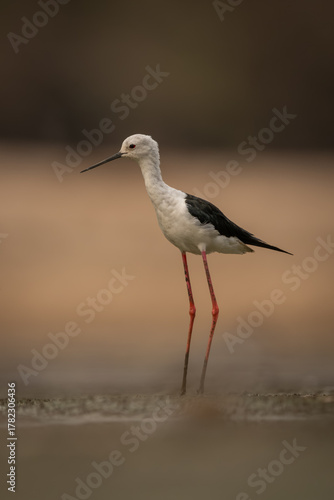 Black-winged stilt stands in riverbed stretching neck