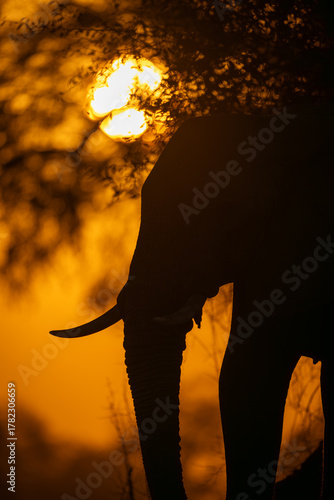 Close-up of African elephant standing at dawn