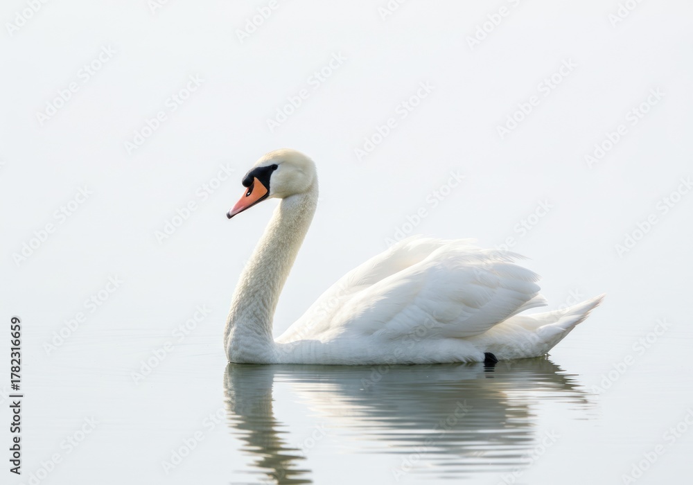 Obraz premium Elegant White Swan Swimming Calm Water Serene Natural Scene