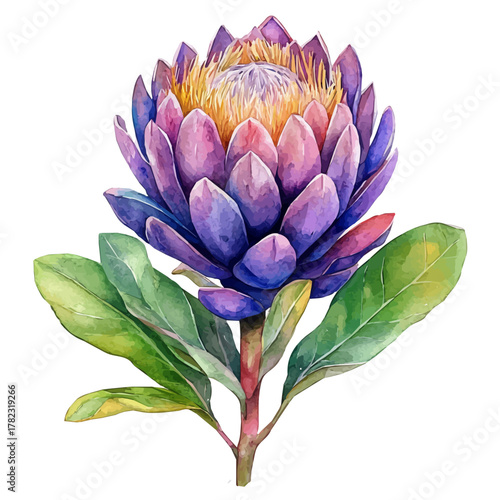 watercolor vector of Protea Flower, isolated on a white background.