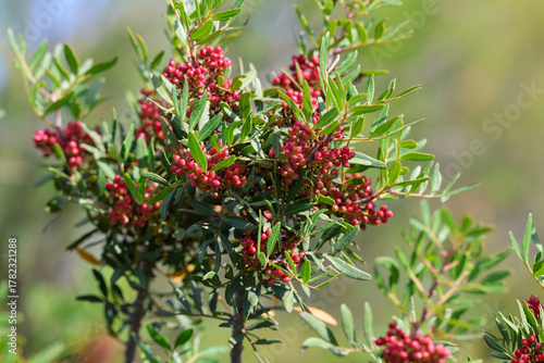 Pistachio Plant Shrub Mastic Tree