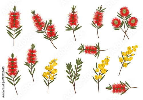 Delicate Australian Native Bottlebrush and Wattle Flower Collection